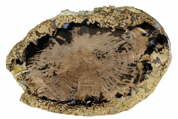 Polished Petrified Wood (Schinoxylon) Round - Wyoming #184840